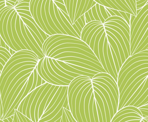 Pothos - Image 2