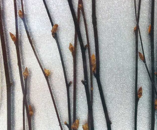 Birch + Silver